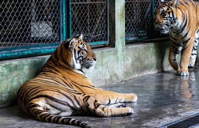 comment l’histoire d’amour entre deux félins a-t-elle permis de réintroduire les tigres de Sibérie en Russie ?