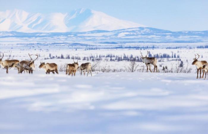 La toundra arctique devient une source d’émissions de dioxyde de carbone