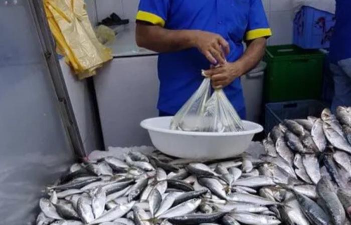 La hausse continue des prix de la sardine sur les marchés pèse sur les Marocains