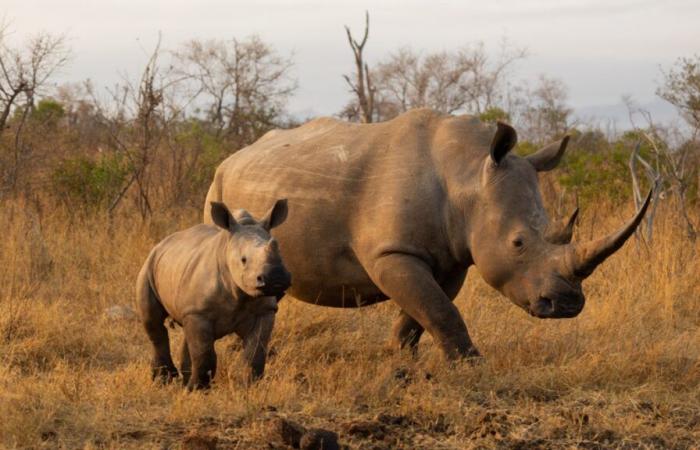 les cyanobactéries, toxiques pour l’homme, tuent les rhinocéros, les aigles et les zèbres