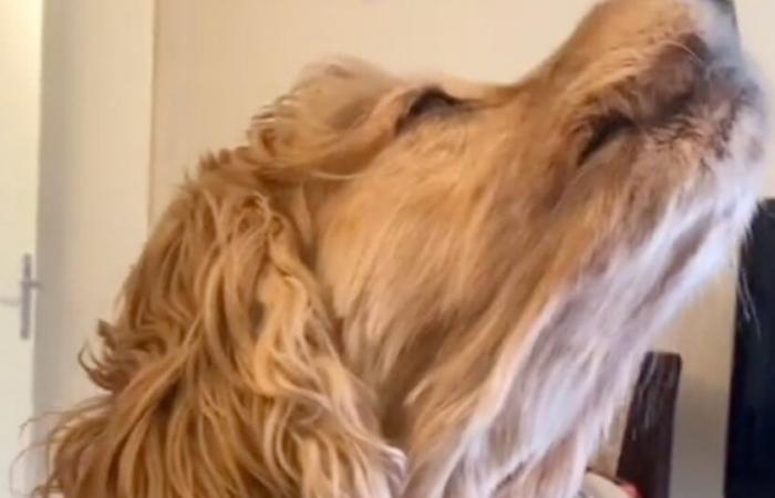 Ce chien chante dès qu’il entend sa chanson préférée d’Edith Piaf (vidéo)