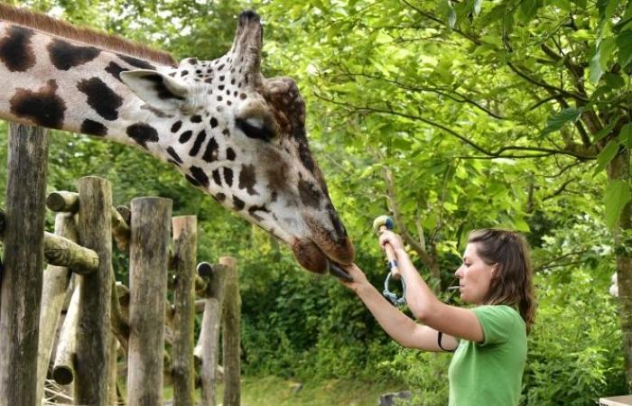 une aide-soignante de Pairi Daiza parle de son quotidien hors du commun