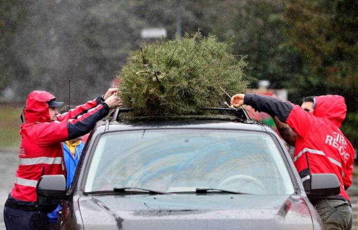 Comment choisir l’arbre de Noël le plus écologique en Colombie-Britannique