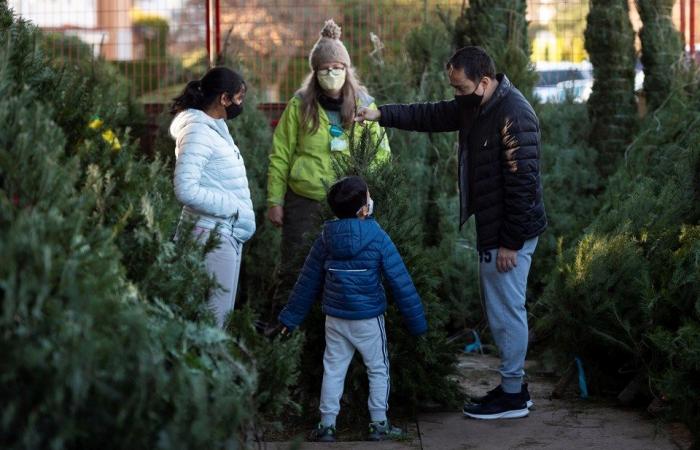 Comment choisir l’arbre de Noël le plus écologique en Colombie-Britannique