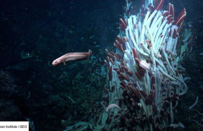 Des vers gigantesques pullulent sous la surface de la terre, dans les grandes profondeurs de la mer