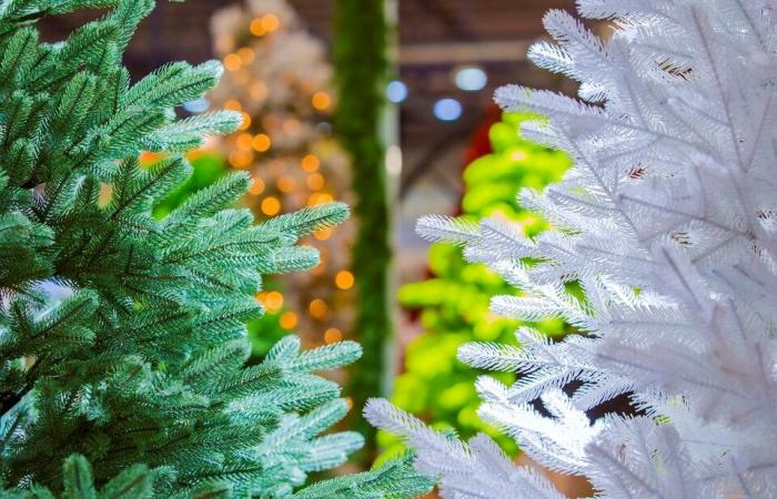 Comment choisir l’arbre de Noël le plus écologique en Colombie-Britannique