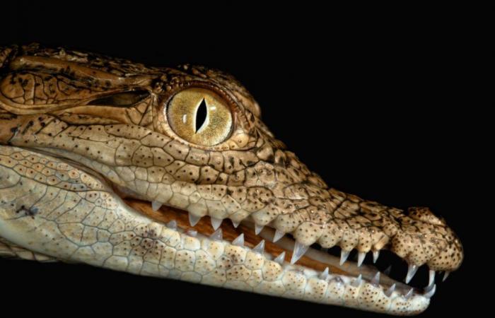 Les écailles du crocodile du Nil bousculent les règles de la biologie