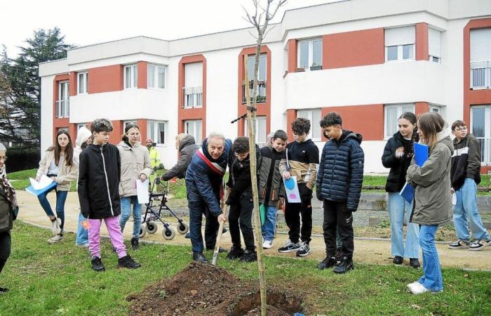 Des collégiens plantent un albizia aux Genêts d’Or à Plouha