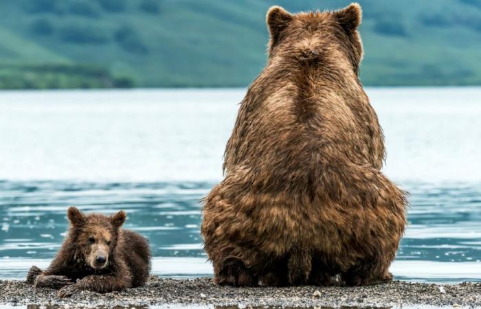 Parmi tous les ours, lequel est le plus gros de la planète ?