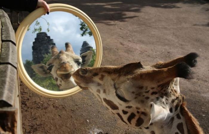 une aide-soignante de Pairi Daiza parle de son quotidien hors du commun