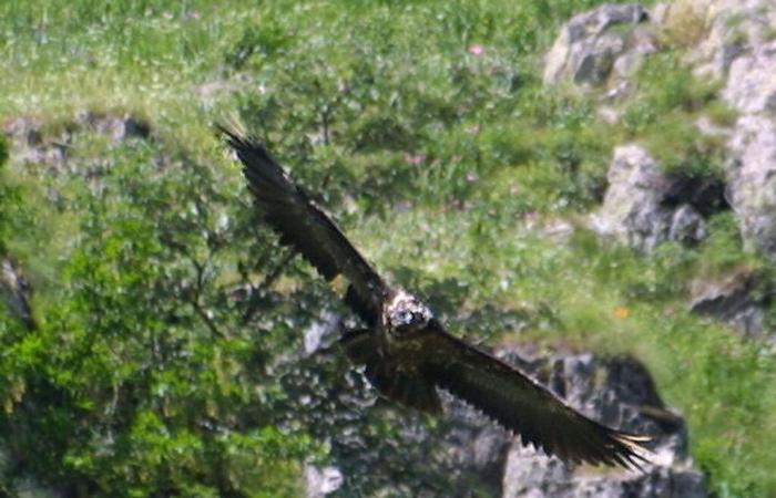 Les oiseaux européens à l’honneur