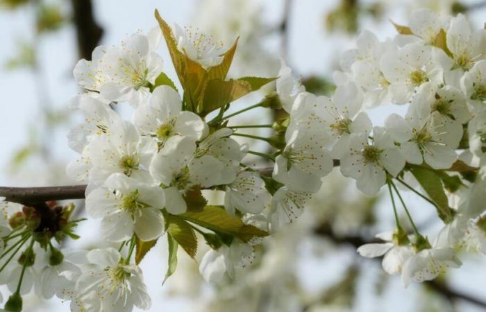 Cet arbre particulièrement élégant et facile à cultiver a été élu plante de l’année