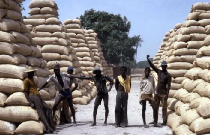 PEKESSE, 23 TONNES D’ARACHIDES SAISIES