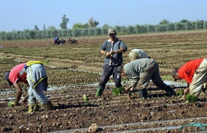 L’absence de pluie complique la situation des agriculteurs de la région Fès-Meknès (vidéo)