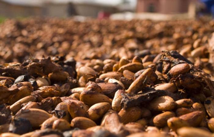 Les prix du cacao augmentent à nouveau en raison de problèmes de production