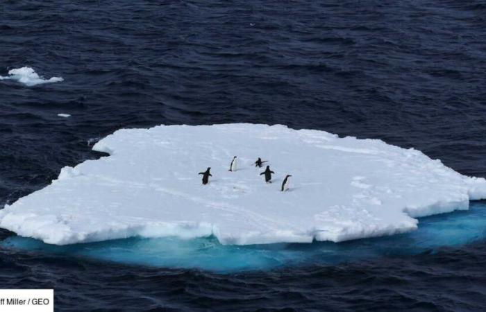 le projet ambitieux qui divise scientifiques et écologistes