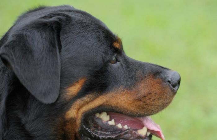 Attaque du ZH Rottweiler : plaintes pénales contre le propriétaire