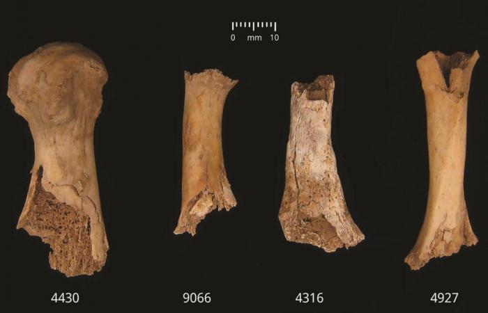 Un épisode de cannibalisme de masse aurait eu lieu il y a 4 000 ans en Angleterre.