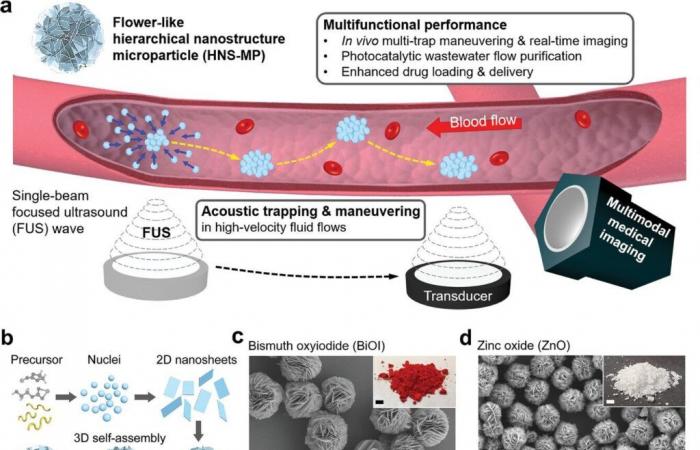 Ces « fleurs » microscopiques délivrent des médicaments anticancéreux avec une précision inégalée ????