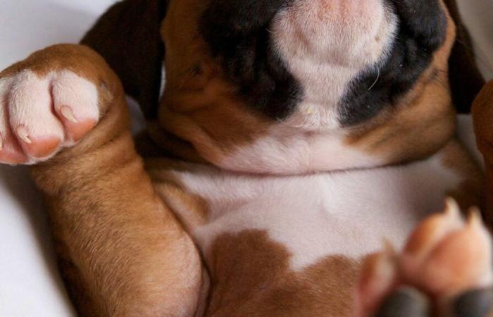 Une restriction sur Anibis empêche l’adoption de ses chiots