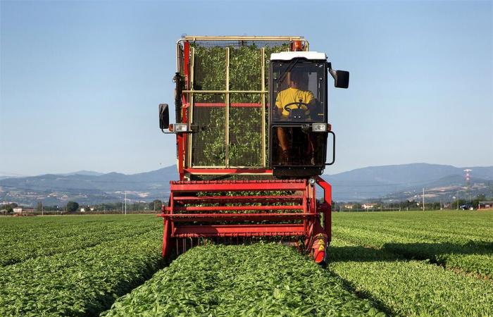 reportage à Parme, au cœur de la production de pesto