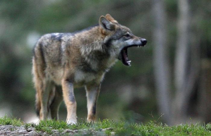 Les Alpes françaises veulent pouvoir tuer davantage de loups