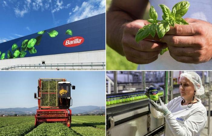 reportage à Parme, au cœur de la production de pesto