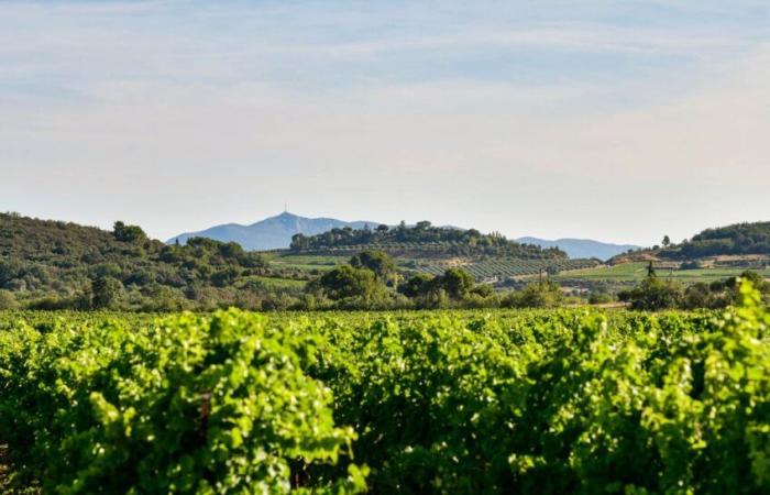 L’AOP Languedoc fête ses 40 ans en 2025 !