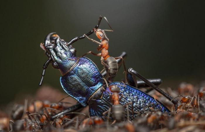 Photographe animalier de l’année 2024