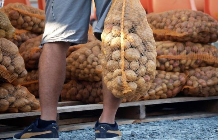 Plus de 1 000 euros le panier… Les arnaques aux fruits et légumes se multiplient