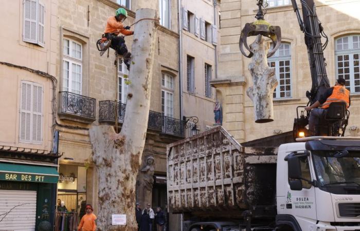 A Aix-en-Provence, un platane malade a été abattu “en dernier recours” sur la place Richelme