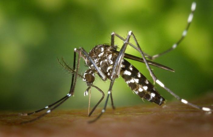 Le moustique tigre s’installe dans le nord de la Franche-Comté