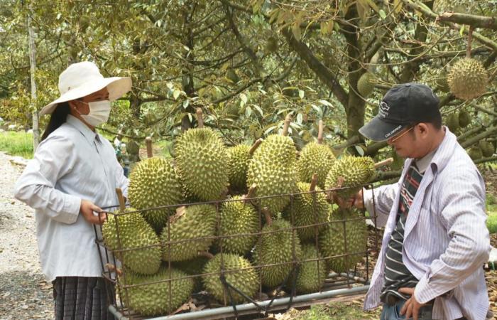 Binh Phuoc restructure son agriculture pour une croissance durable