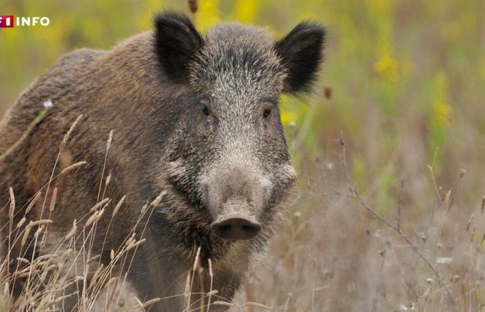 Peut-on posséder un animal sauvage comme animal de compagnie ?