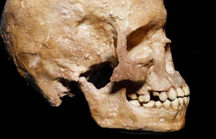 L’histoire des métissages entre « homo sapiens » et Néandertaliens éclairée par deux études