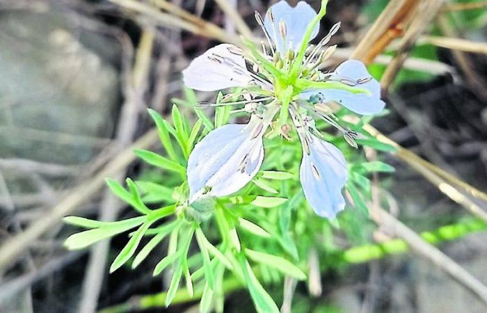 Comme près de Toulouse ils empêchent la disparition d’une belle petite fleur en voie de disparition