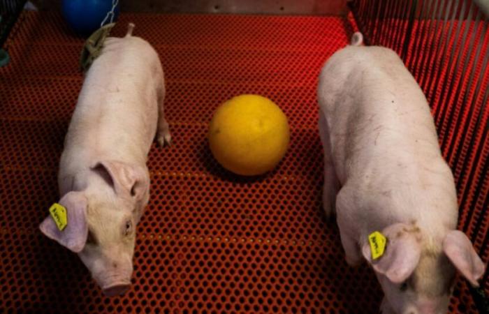 Dans une ferme-laboratoire américaine, des porcs transgéniques sont élevés pour vendre des reins aux humains : Actualités