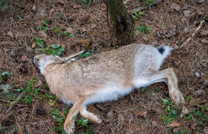 Epidémie de virus hémorragique du lièvre dans l’Hérault, les nemrods suspendent la chasse