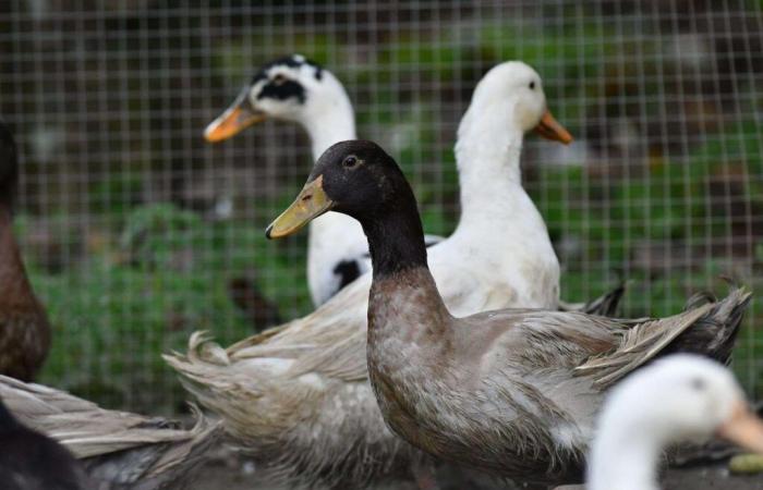 des mutations qui renforcent la peur de la transmission interhumaine