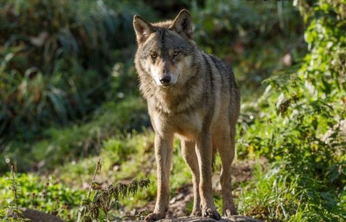 Nombre de loups en France : des chiffres à recontextualiser