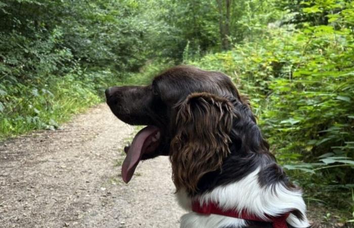 près de Rouen, une femme brutalement agressée alors qu’elle promenait son chien