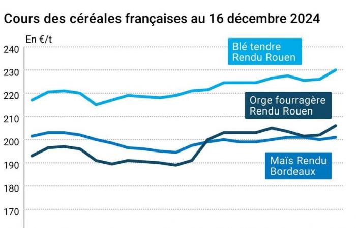 Céréales – L’achat de blé tendre par l’Arabie Saoudite soutient les prix du blé