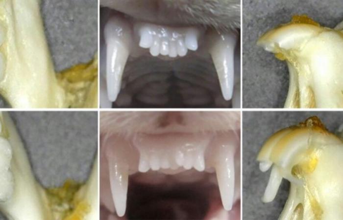 Des chercheurs japonais travaillent sur un médicament pour faire repousser les dents : Actualités