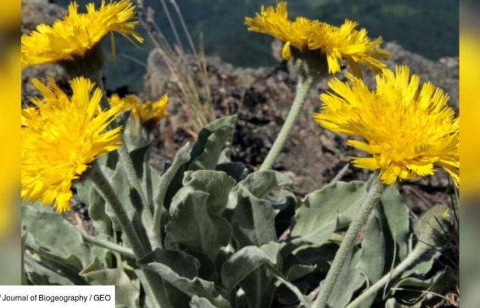 L’une des plus anciennes plantes terrestres a survécu aux bouleversements climatiques