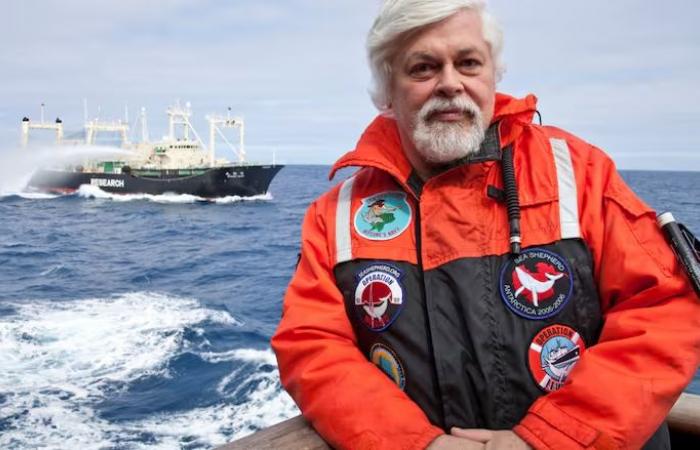 Un militant canadien anti-chasse à la baleine ne sera pas extradé pour répondre aux accusations japonaises – Eye on the Arctic