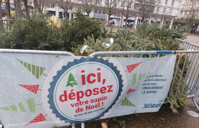 Au Havre, voici où déposer votre sapin de Noël après les fêtes pour qu’il soit recyclé