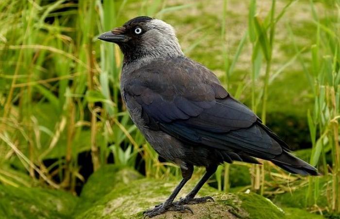 Annulation des arrêtés d’abattage des choucas en Bretagne : Incompréhension !