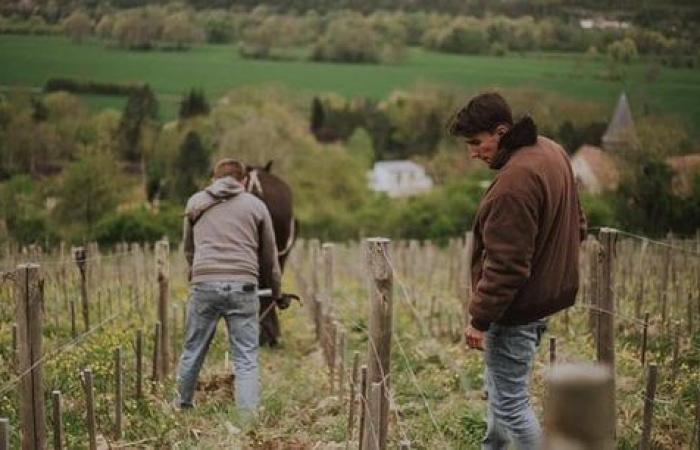 quand la vigne prend racine au pays du cidre