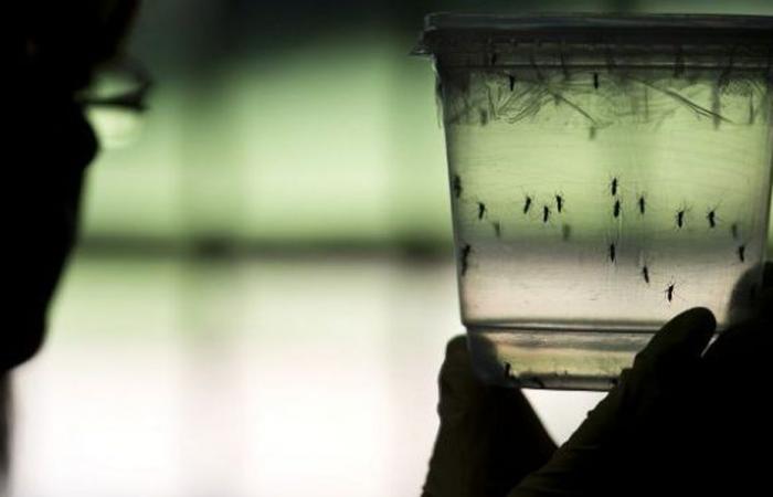 Avec plus de 7 000 décès, l’épidémie de dengue fait des ravages cette année dans les Caraïbes et en Amérique.