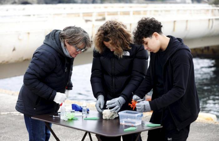 A Toulon, les secrets des coraux de Méditerranée dévoilés aux écoliers